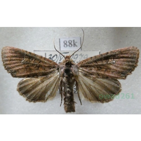 Mesapamea secalis (Linnaeus, 1758) Sówka żytnica Poland88k